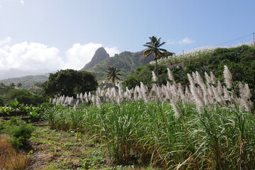 Fototapeta premium Blühendes Zuckerrohr auf Santo Antão Kap Verde