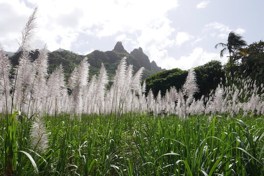 Bl&uuml;hendes Zuckerrohr auf Santo Ant&atilde;o Kap Verde