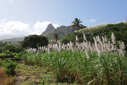 Bl&uuml;hendes Zuckerrohr auf Santo Ant&atilde;o Kap Verde