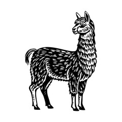 Fototapeta premium Lama pacos illustration in vintage style 