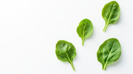 Fresh Green Spinach Leaves on White Background