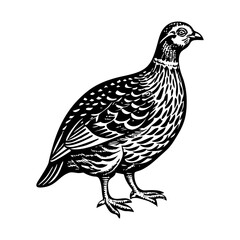 A vintage style illustration of partridge 
