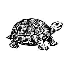 A sketchy style illustration of turtle 