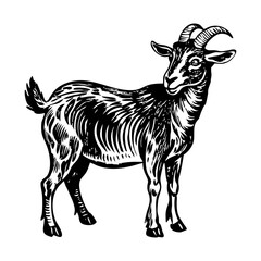 Farm goat illustration in vintage style 