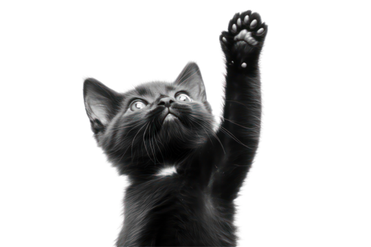Playful Kitten's Reach: A monochromatic image captures an inquisitive kitten raising a paw skyward, radiating curiosity and playful energy. 