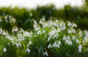 Common snowdrops (Galanthus nivalis) flowers in a field. Snowdrops bloom in the wild in the forest...
