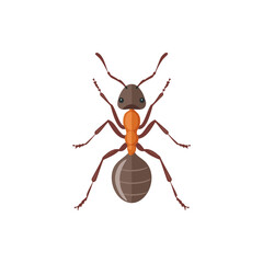 Brown and orange ant vector illustration with detailed legs and segmented body, perfect for biology projects, infographics, or nature-themed designs.