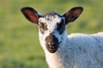Lamb in a field in springtime, United Kingdom