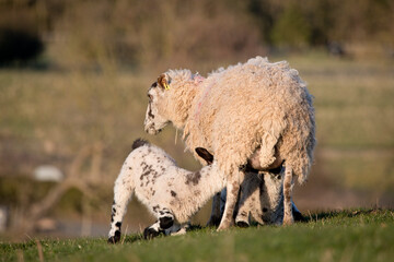 Sheep feeding lambs in a field in springtime, United Kingdom