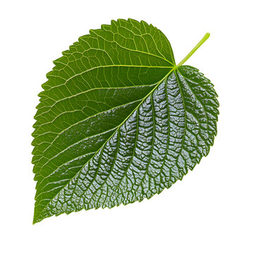 Closeup of branch of fresh green elm-tree leaves isolated on white or transparent background