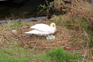 Swan nesting it's eggs near a river in Germany