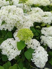 Stunning White Hydrangeas in Bloom: A Lush Garden Display of Elegance and Natural Beauty