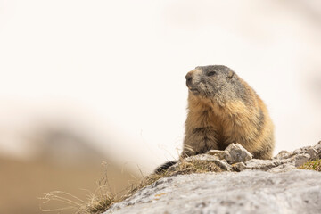 alpine marmot