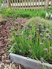 fresh vegetable garden