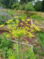 Vibrant Yellow Umbel Blooms in a Sunlit Garden: Nature’s Delicate Beauty Amidst Lush Greenery