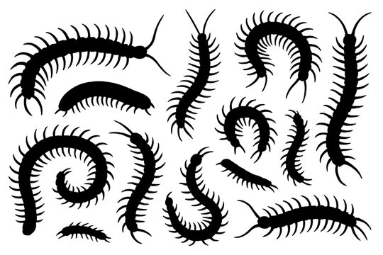 Various black silhouettes of centipedes displayed in a creative arrangement