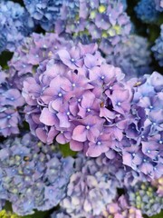 Pastel Purple Hydrangeas: A Dreamy Garden Display of Elegance and Serenity