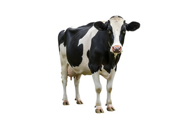 black and white Milk dairy cow isolated on transparent backgroun png