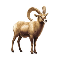 Obraz premium Majestic Bighorn Sheep: A striking depiction of a bighorn sheep showcases its impressive curved horns and robust physique, embodying strength and wilderness in exquisite detail.