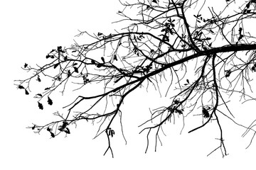 Black and white illustration of natural large old oak tree branch with leaves on transparent background