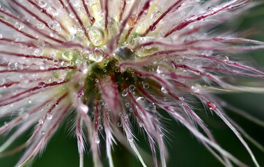 Welkende Pulsatilla im Regen