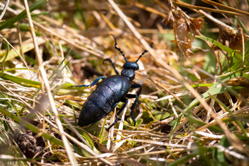 a oil beetle, meloe proscarabaeus, in the grass at a sunny spring day