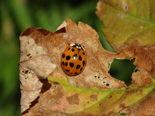 Harlequin ladybird beetle, also known as multicoloured Asian lady beetle, (Harmonia axyridis f. succinea) sitting on a dry leaf