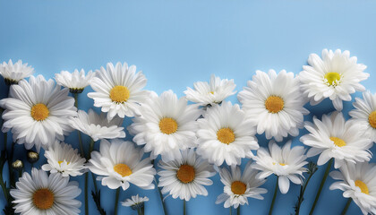 Obraz premium Margaret flowers on a light blue background Generated image