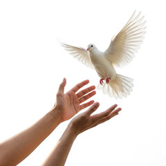 Obraz premium dove of peace in hands