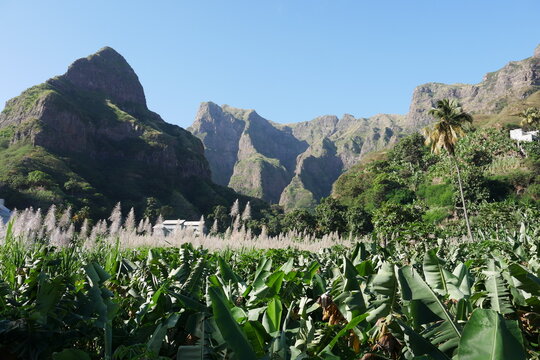 Bl&uuml;hendes Zuckerrohr auf Santo Ant&atilde;o Kap Verde