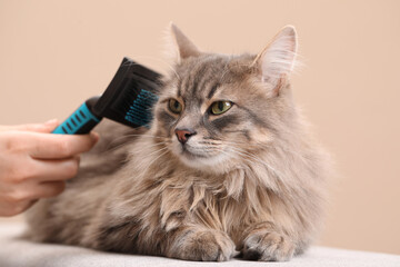 Woman brushing her cat on bench against beige background, closeup