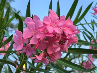 Pink Oleander Flowers Blooming in Bangkok Sunlight