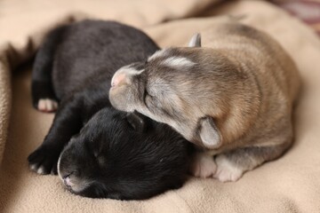 Tiny puppies sleeping together on beige blanket, closeup