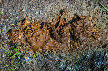 Roadside waste mid-decay - mushy feces and lingering structure — nature’s indifference colliding with human infrastructure