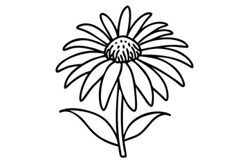 Fototapeta premium Echinacea Flower Illustration for Botanical Bloom Art, Herbal Plant Sketch, Garden Flower Drawing