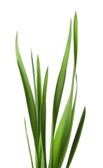 Blades of green grass isolated on white