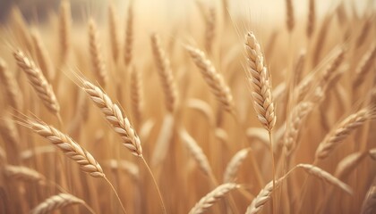 Obraz premium A sunlit field of golden wheat, showcasing the abundance of the harvest season in nature.