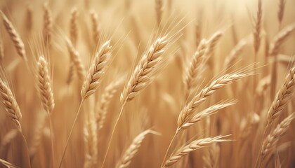 Obraz premium Golden wheat stalks sway in a sunlit field, capturing the essence of harvest season in detail.