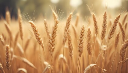 Fototapeta premium Close-up view of a golden wheat field swaying gently in the sun's warm embrace.