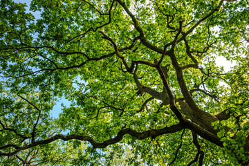 Fresh oak leaves, sunlit to yellow-green, contrast with a May blue sky