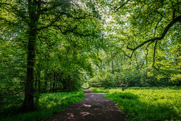Lush greenery fills the forest, its new young leaves glowing under spring sunlight — seen from the footpath winding below