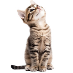 Curious Kitten: A charming, small kitten with striking eyes looks upwards, exuding innocence and curiosity, captured in a charming portrait.