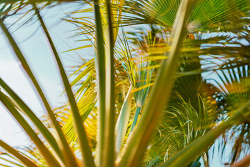 Photo from Hurghada in Egypt showing nice green palm and sky