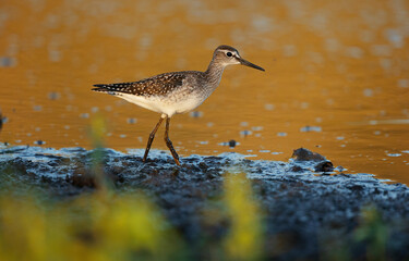 Sandpiper