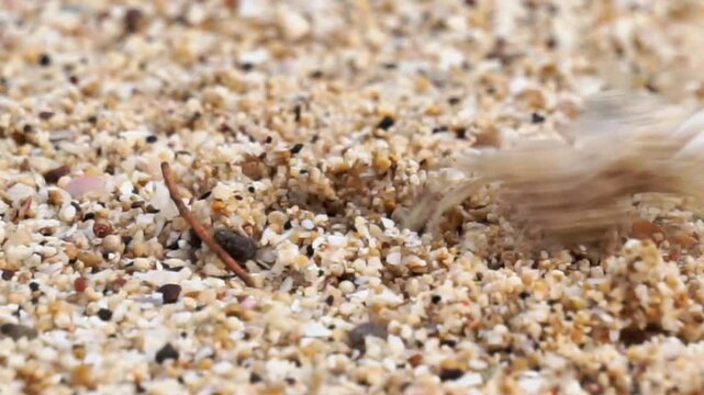 Ocypode kuhlii (Kuhl's ghost crab, Geleteng pasir) at the beach. Ocypode kuhlii is a species of crab from the Ocypode genus. It is a mid to large-sized species of Ocypodidae.