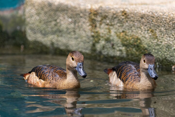 Cute Lesser whistling duck swimming Close up portraits
