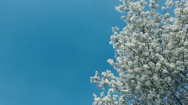 Fr&uuml;hling - alles bl&uuml;ht, ein Baum in voller wei&szlig;er Bl&uuml;te dreht sich vor blauem Himmel langsam in Zeitplupe von rechts in die Szene, links bleibt immer Textspace vor dem Himmel verf&uuml;gbar