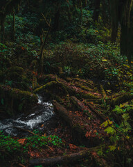 stream in the forest with moss covered trees and bright colors