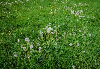 Fluffy dandelion blowballs nestled in vibrant green grass wild meadow, ready to scatter with the breeze 2