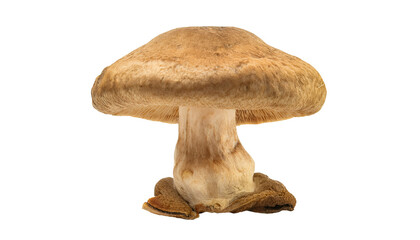 wild mushroom with unique shape and textured cap, natural edible fungus for forest food or organic cooking, on isolated background
